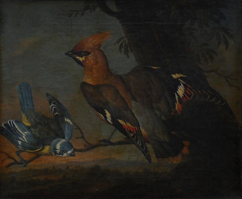 Philipp Ferdinand de Hamilton - Studie ptáků I