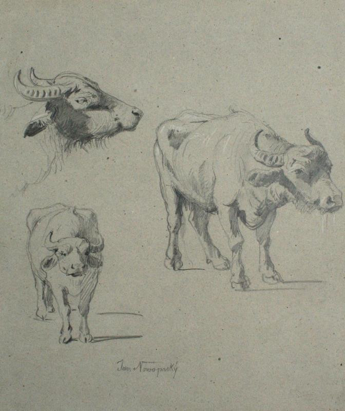 Jan Novopacký (Nowopacký) - Studie krávy