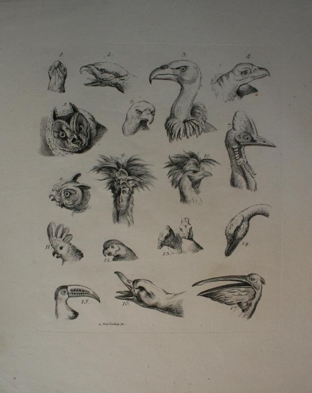 Johann Rudolph Schellenberg - Studie ptačích hlav