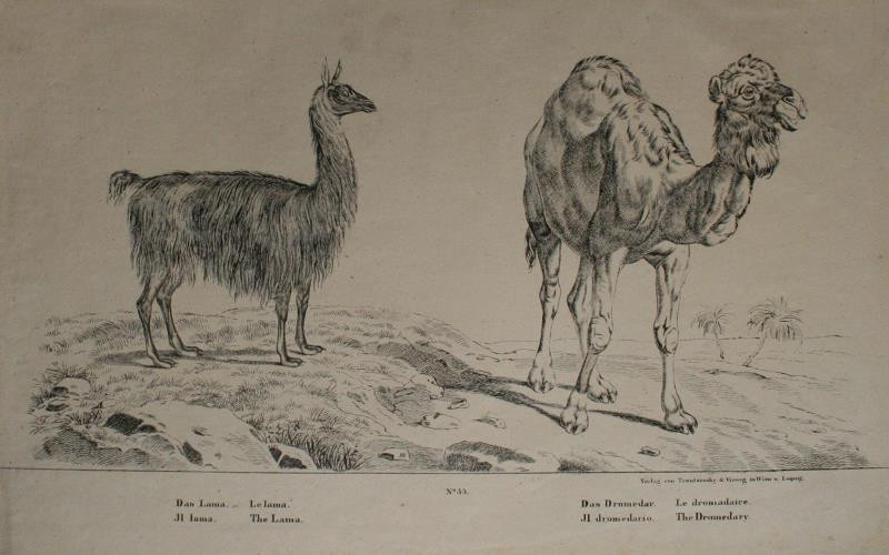 Joseph Trentsensky - Lama, velbloud