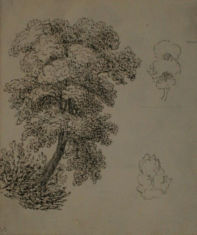 Bedřich Silva Tarouca - Studie stromu