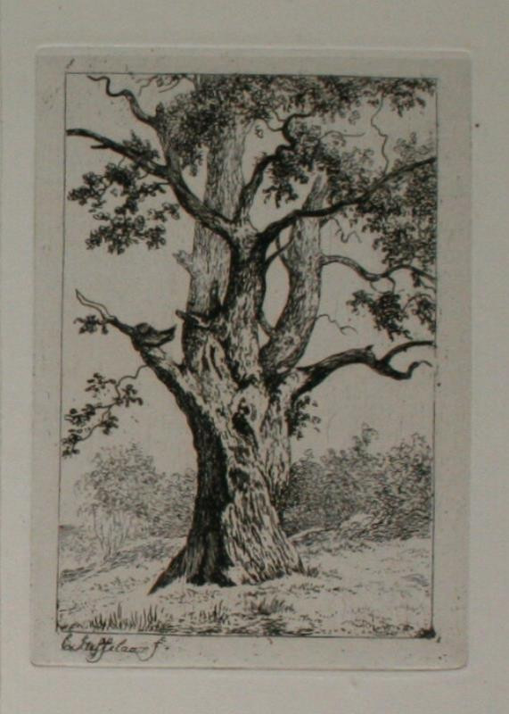 Cornelis Steffelaer - grafika - strom