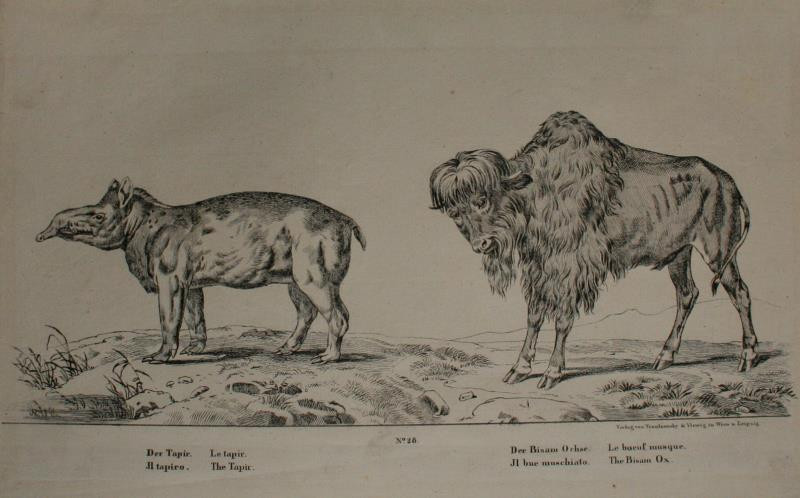 Joseph Trentsensky - Tapír, bison