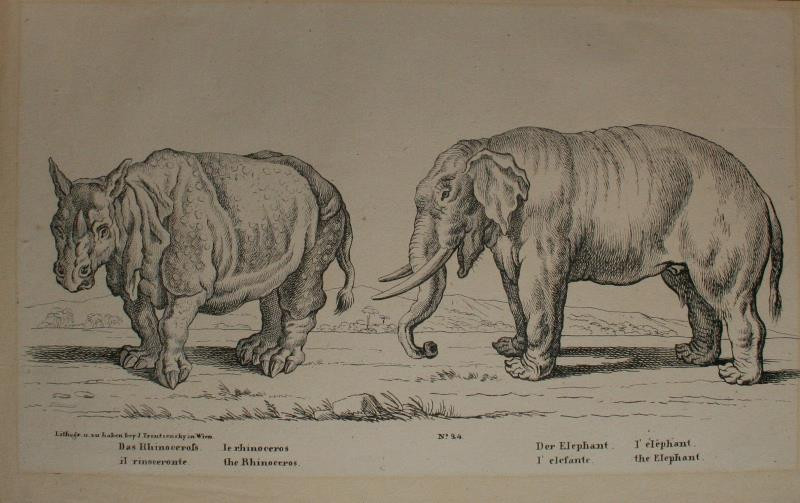 Joseph Trentsensky - Nosorožec, slon
