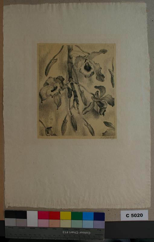 Max Švabinský - Orchidea II. / O. Dendrotium nobile