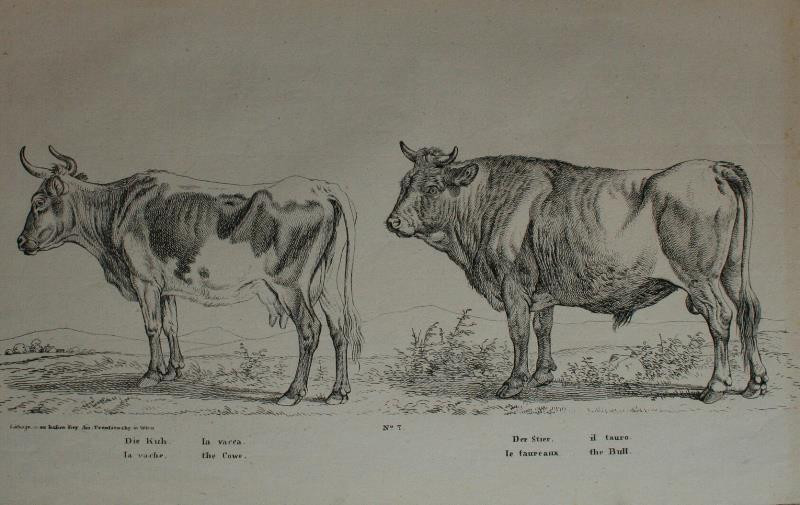 Joseph Trentsensky - Kráva, býk