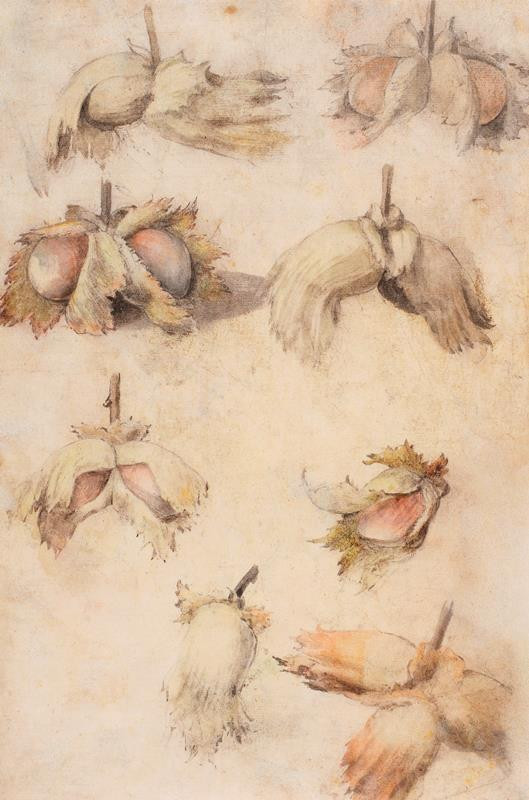 Giovanni da Udine - Skice lískových oříšků