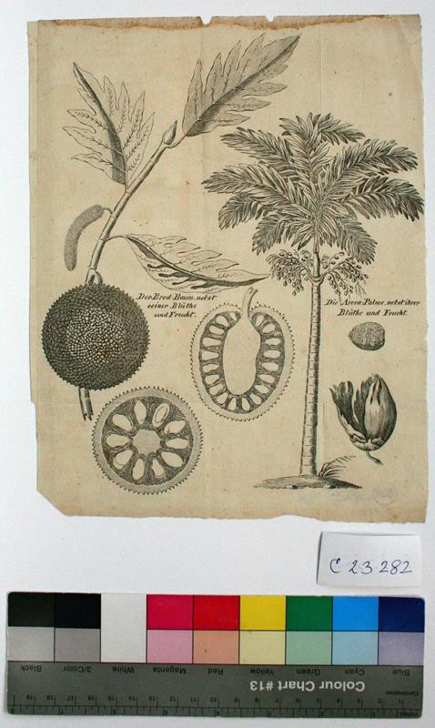 neurčený autor - Süd  - Asiatische  Pflanzen