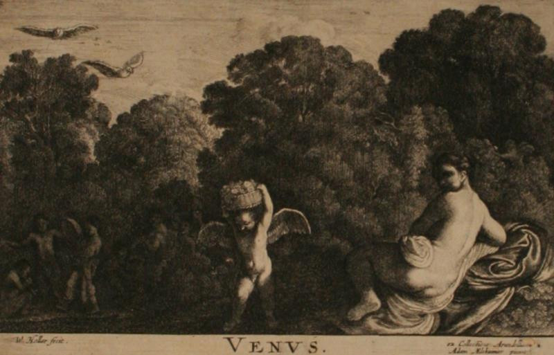 Václav (Wenceslaus) Hollar - Venus