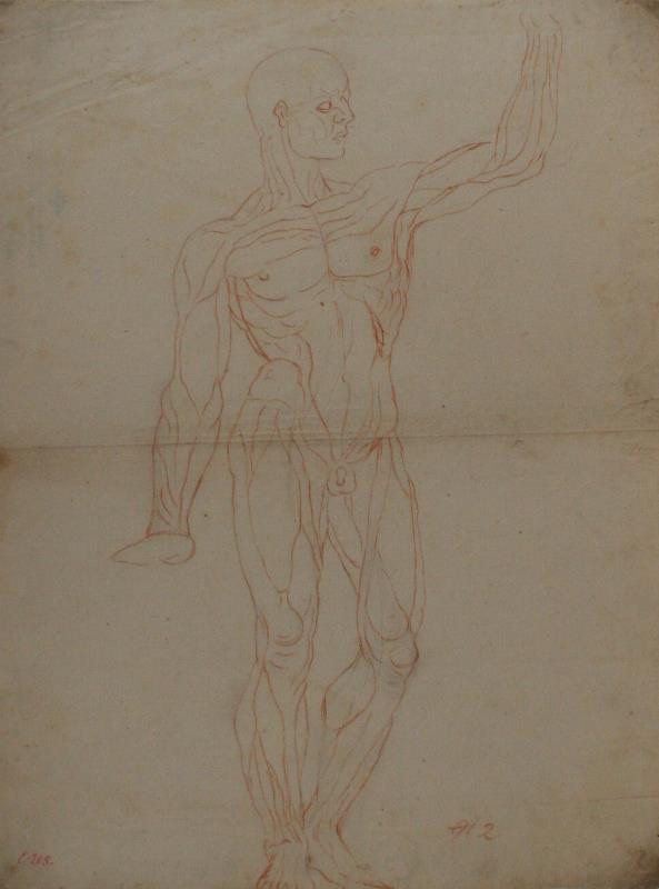 Eliáš Ferdinand Herbert - Anatomická studie svalovce