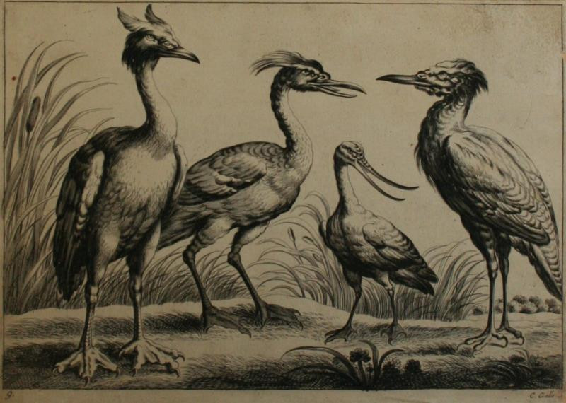 Cornelis Galle I. - Z cyklu Zoologie list 9