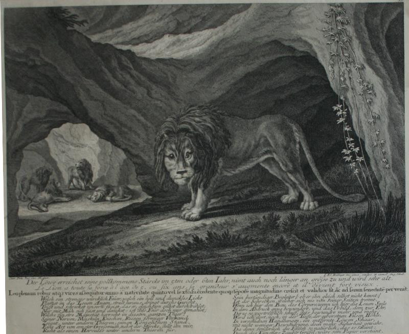 Johann Elias Ridinger (Riedinger) - Der Löwe erreicht seine vollkommene Stärcke …