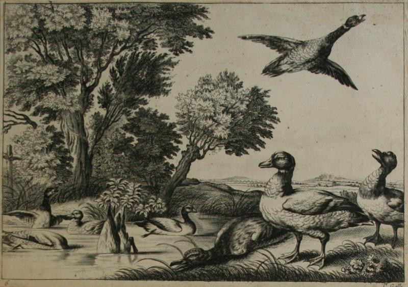 Cornelis Galle I. - Z cyklu Zoologie list 6