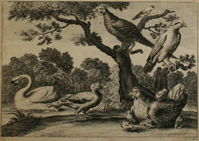 Cornelis Galle I. - Z cyklu Zoologie list 5