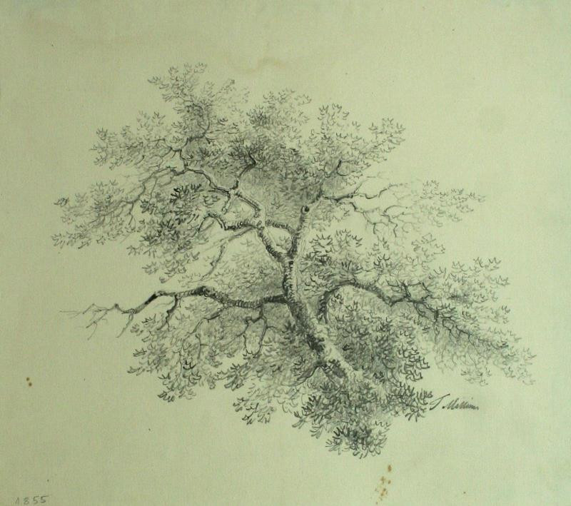 Šimon Tadeáš Milián - Studie stromu