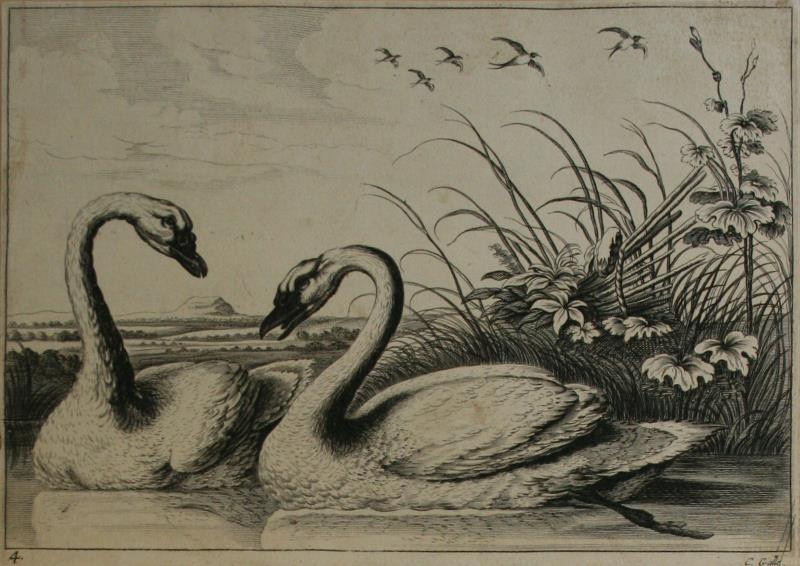 Cornelis Galle I. - Z cyklu Zoologie list 4