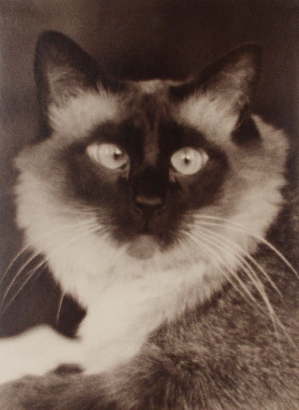 Grete Popper - Kočičí portrét