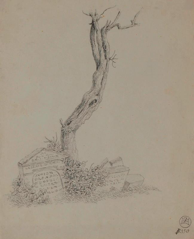 Mořic (Mauritz) Vilém Trapp - Studie stromu