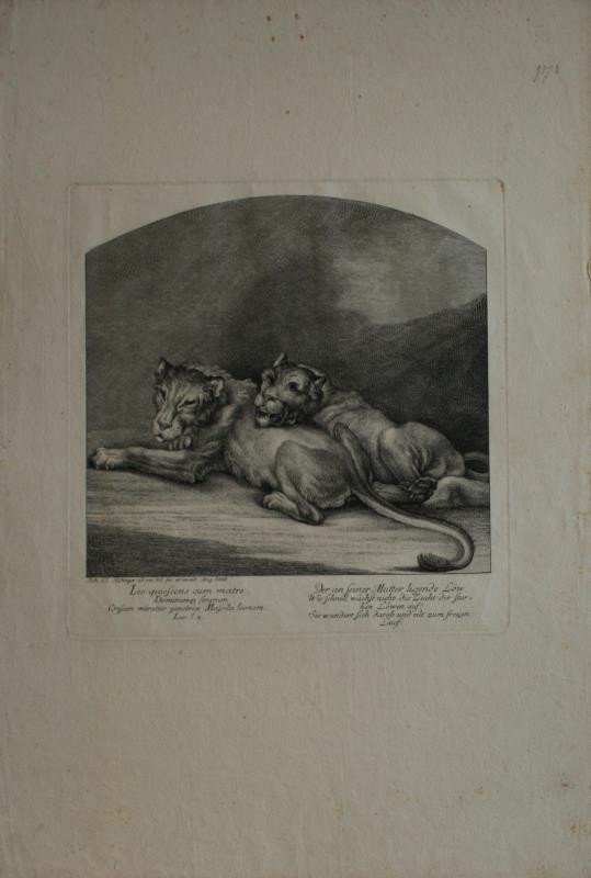 Johann Elias Ridinger (Riedinger) - Der an seiner Mutter ligende Löw