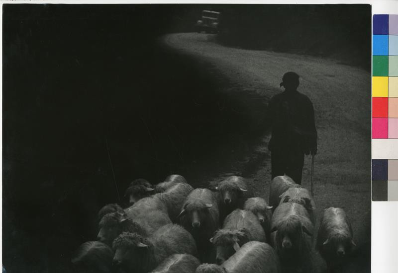 Kornel Lovay - Ovčák s ovcemi (Dáždivý deň)