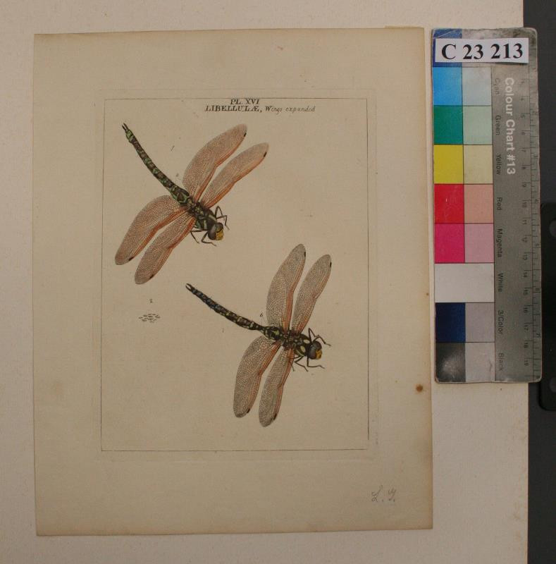 Moses Harris - Libellulae Wings  expanded ( Tab. XVI. )