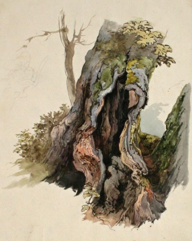 Vilém Kandler - Studie kmene starého stromu