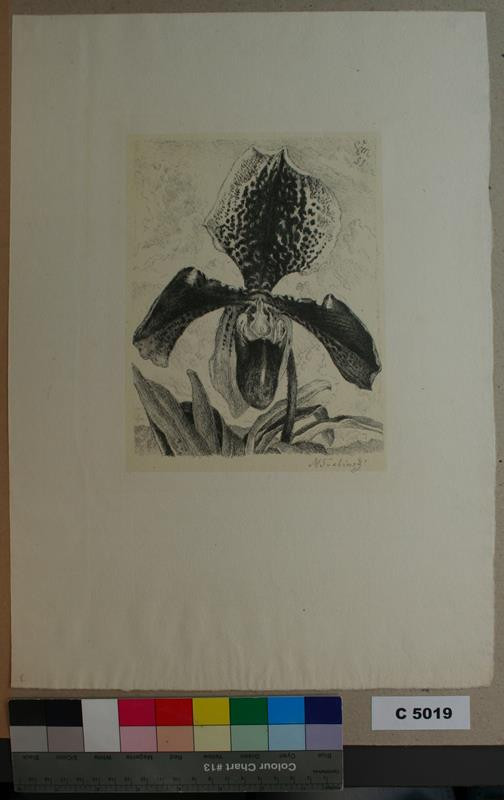 Max Švabinský - Orchidea I. / O. Cypripedium Sebastian Cabot