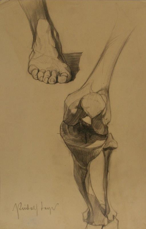 Rudolf Leger - Studie nohy a kloubu