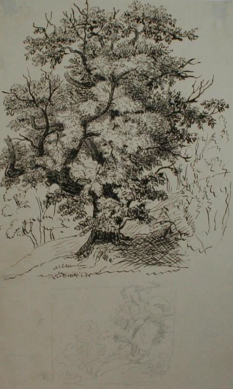 Bedřich Silva Tarouca - Studie starého stromu