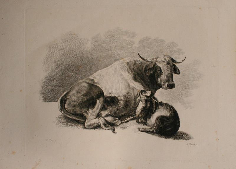 Adam Bartsch - Ležící býk a kozel