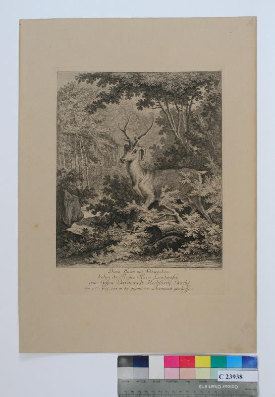 Johann Elias Ridinger (Riedinger) - Der  Hirsch  mit  Schlappohren