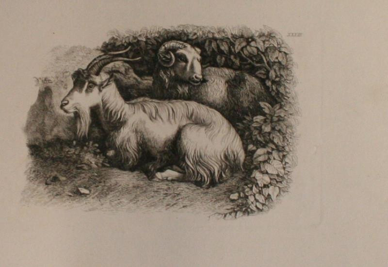 Francesco Londonio - Koza a ovce