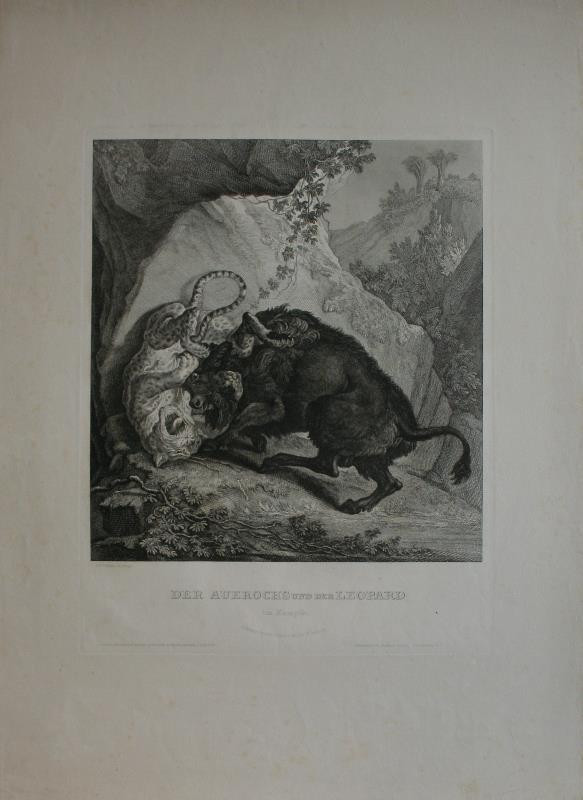 Johann Elias Ridinger (Riedinger) - Zubr a leopard