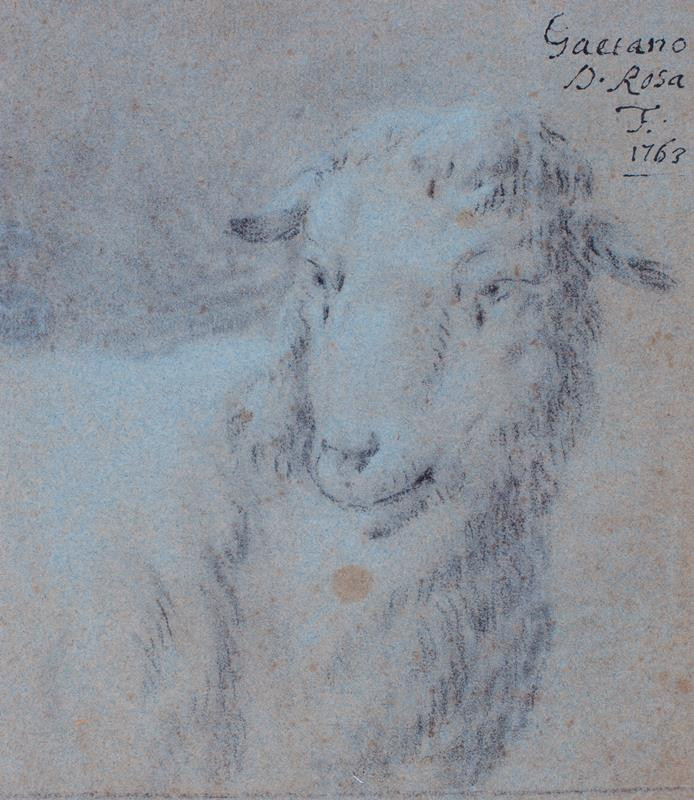 Cajetano (Gaetano) Roos - Hlava ovce