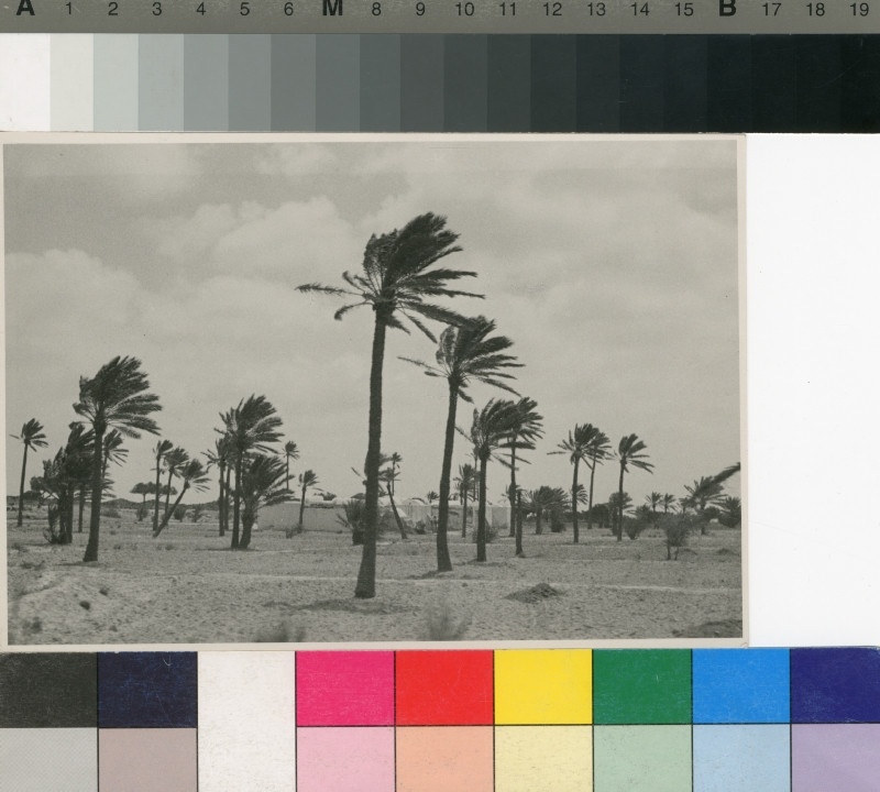 Franz Fiedler - Větrný den na ostrově Djerba
