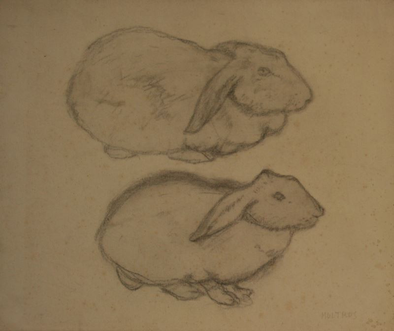 Josef Multrus - Studie králíka