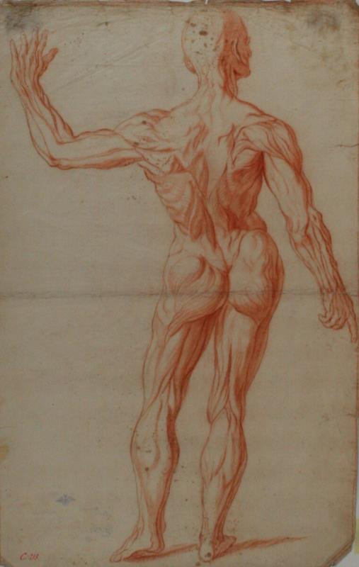 Eliáš Ferdinand Herbert - Studie svalovce ze zadu