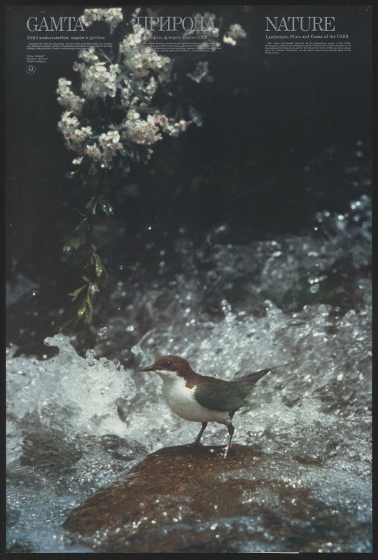 Eugenius Karpavičius - Priroda / Nature