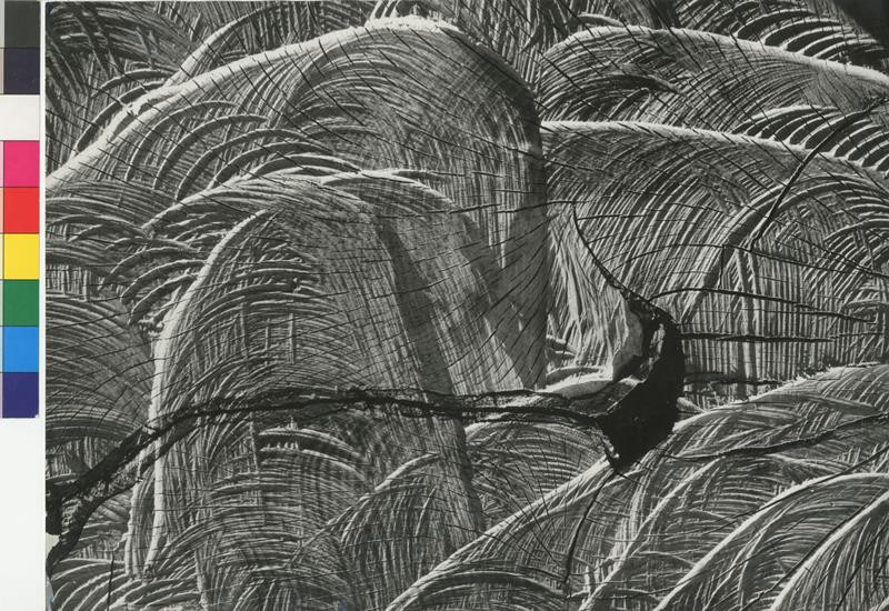 Martin Martinček - Palmové listy (z cyklu Nezbadaný svet)