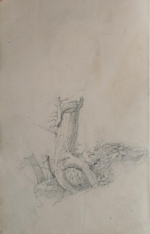 František Šír (Schier) - Studie kořene stromu