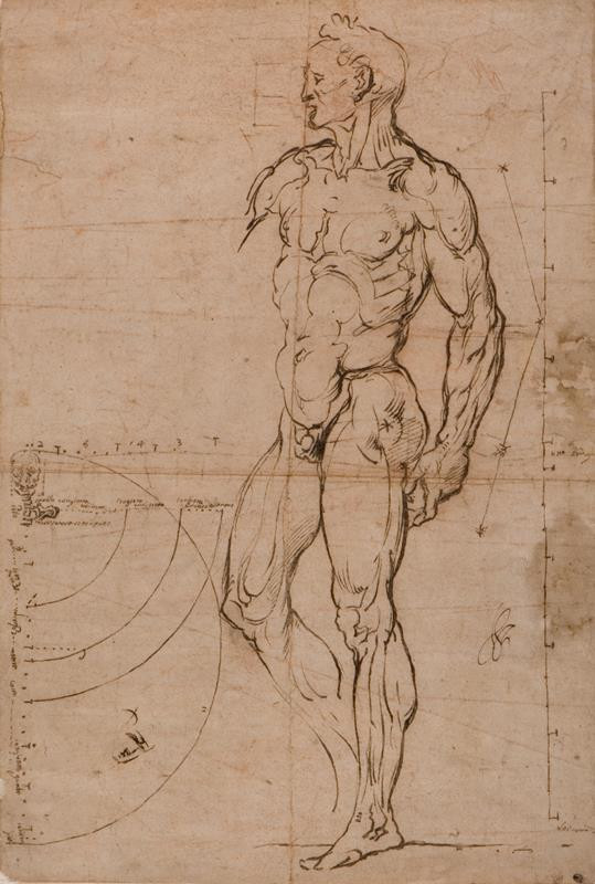 Bartolomeo Passarotti - podle - Studie mužského těla
