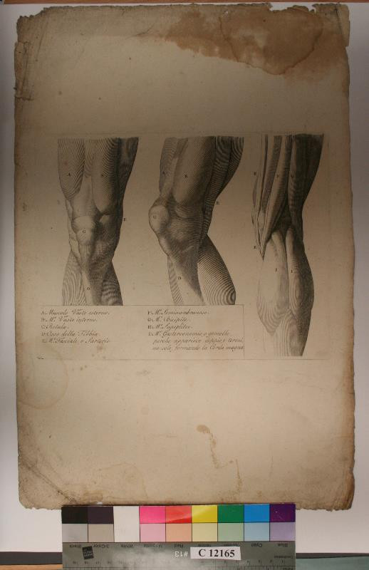 neznámý grafik italský - Studie  úponků  svalstva  na  koleni