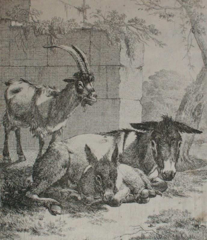 Johann Heinrich Roos - Oslice s mládětem