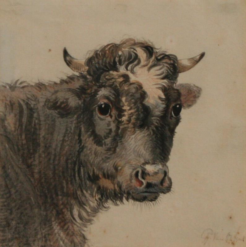 Pieter Geradus van Os - Hlava krávy