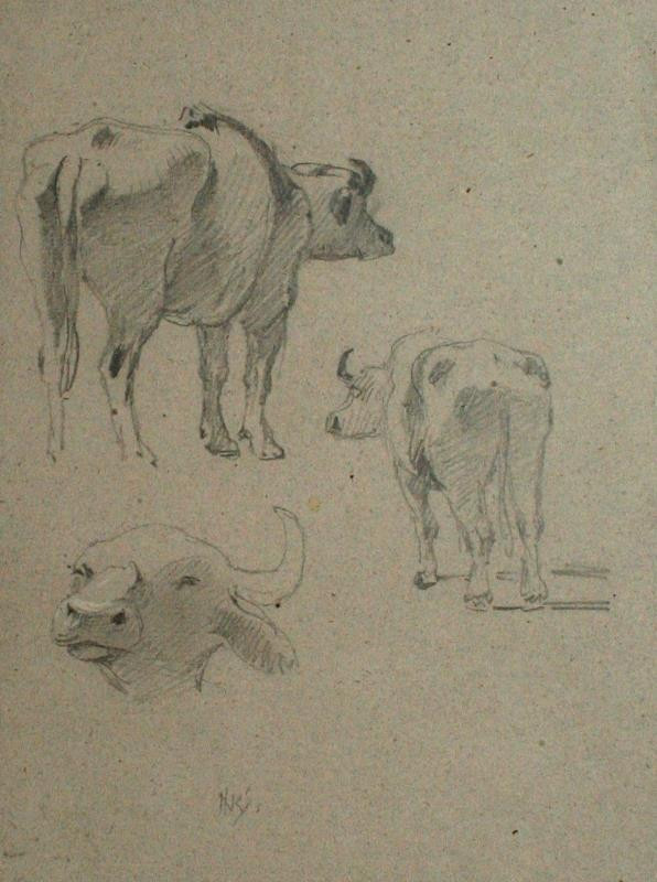 Jan Novopacký (Nowopacký) - Studie krávy