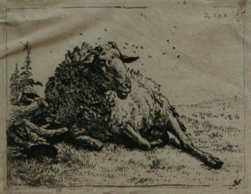 Karel Dujardin - Ovce