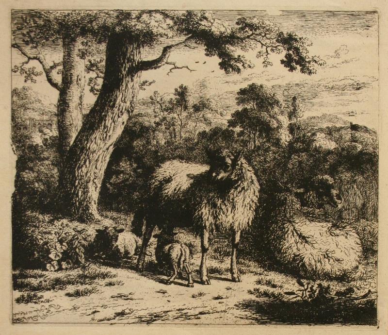 Jan van der Meer ml. - Stojící ovce