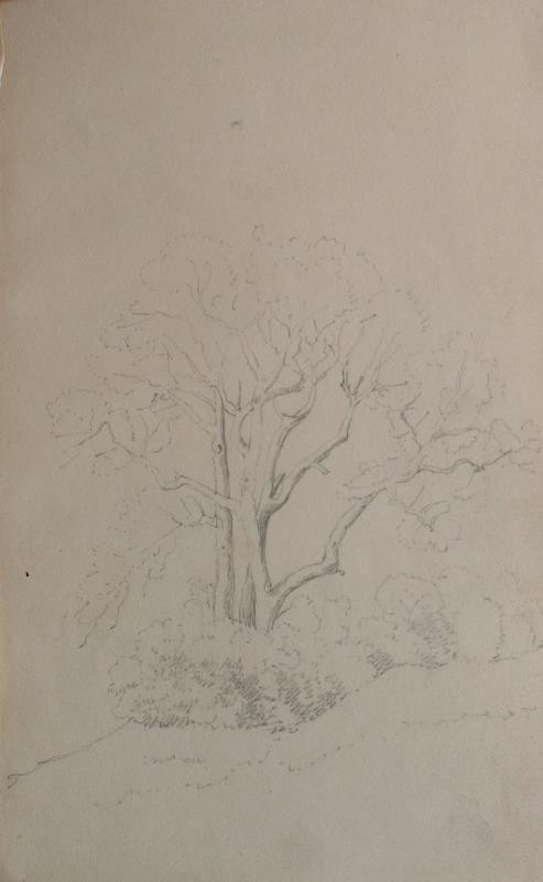 František Šír (Schier) - Skupina stromů
