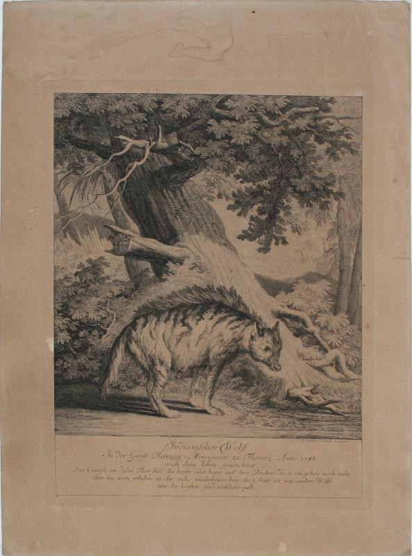Johann Elias Ridinger (Riedinger) - Indianischer Wolf