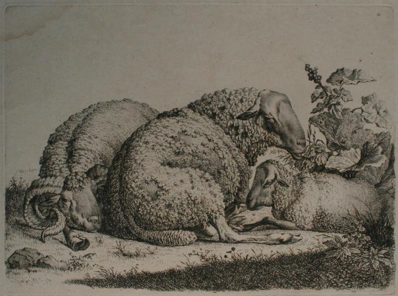 Carl Wilhelm Kolbe - Ovce na pastvě